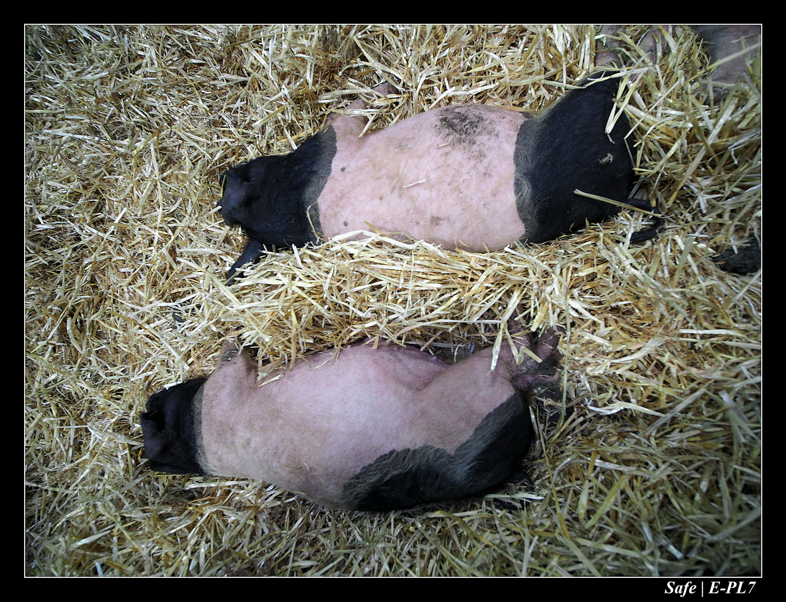 2020 - 02 - Salon agriculture 67